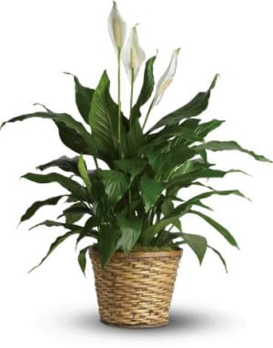 Simply Elegant Spathiphyllum - Medium Flower Bouquet