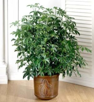 Arboricola Floor Plant Flower Bouquet