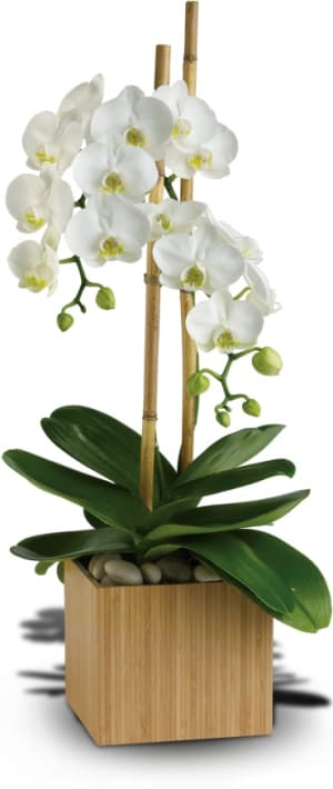Opulent Orchids Flower Bouquet