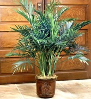 Cat Palm Floor Plant Flower Bouquet