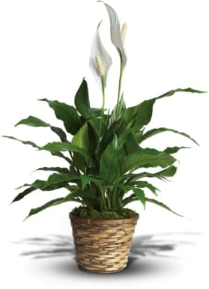 Simply Elegant Spathiphyllum - Small Flower Bouquet