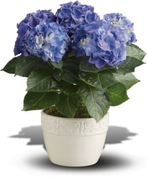 Happy Hydrangea - Blue Flower Bouquet