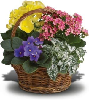 Spring Has Sprung Mixed Basket Flower Bouquet