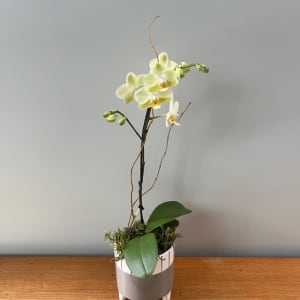 Small Yellow Orchid Flower Bouquet