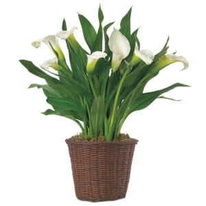 Calla Lily (colors will vary) Flower Bouquet