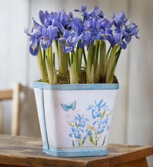Spring Meadow Iris Bulbs + Free Suncatcher
 Flower Bouquet