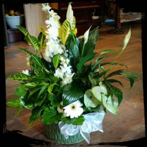 White Blossom Dish Garden Flower Bouquet