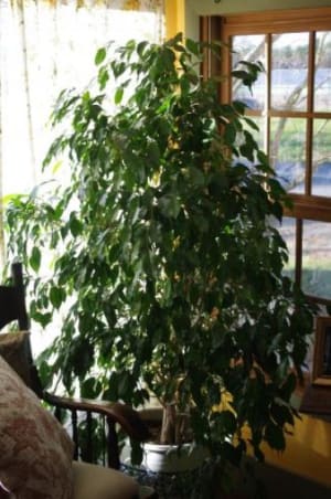 Standing Ficus, decorative container Flower Bouquet