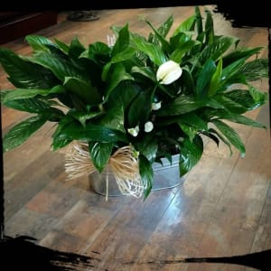 Double Spath Planter (Peace Lily) Flower Bouquet