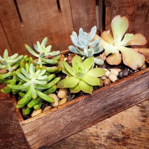 Desktop Succulent Wood Box Flower Bouquet