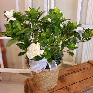 Flowering Gardenia Potted Plant Flower Bouquet