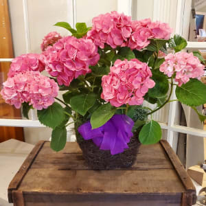 Pink Hydrangea Plant Flower Bouquet