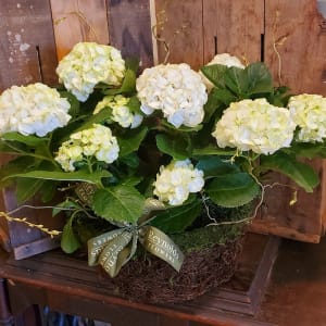 Double White Hydrangea Basket Flower Bouquet