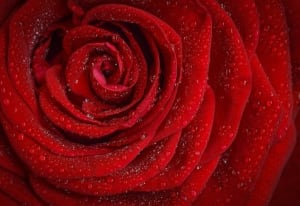 Half-Dozen Red Roses Boxed Flower Bouquet