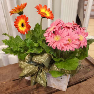 Potted Gerbera Flower Bouquet