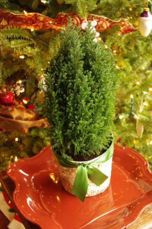 Cypress Tree Flower Arrangement Cypress Tree Flower Bouquet