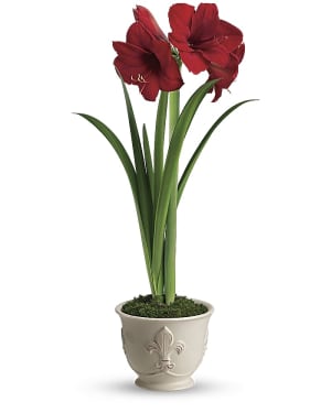 Merry Red Amaryllis in Container Flower Bouquet