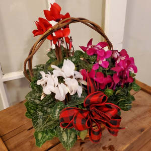 Cyclamen Basket Flower Bouquet