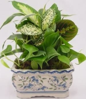 Dish Garden in Ceramic Flower Bouquet