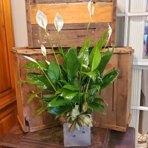 Peace Lily (Spathiphyllum) Wood Box Flower Bouquet