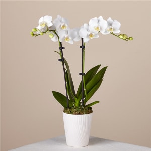 Bliss White Orchid Flower Bouquet