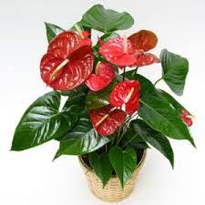 Anthurium Plant Flower Bouquet