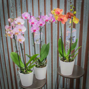 Florist Choice Orchid Plant in Original Container  Flower Bouquet