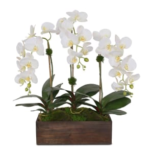 White Orchid Plant in Wood Box Flower Bouquet