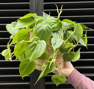 Philodendron Flower Bouquet