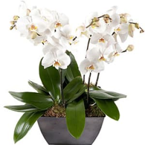 Orchid Delight EB-441 Flower Bouquet