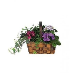 African violet planter EB-524 Flower Bouquet