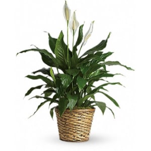 Peace lily plant EBF-98 Flower Bouquet