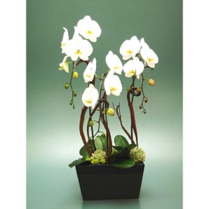 White beauty EBF-350 Flower Bouquet