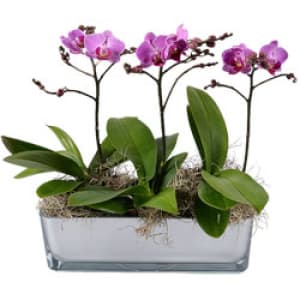 Orchid Serenity EB-442 Flower Bouquet