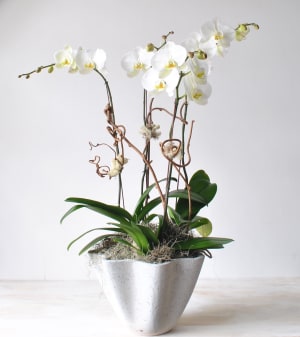 Grand Orchid Flower Bouquet