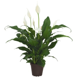 Peace Lily Flower Bouquet