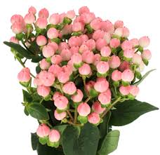Hypericum Berry stem  Flower Bouquet