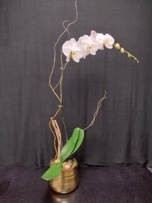 SINGLE ORCHID Flower Bouquet