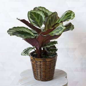 Calathea Flower Bouquet