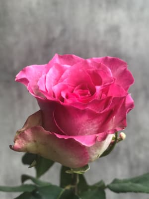 Rose Pink/Crème stem Flower Bouquet