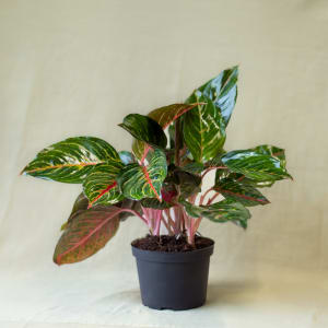 Aglaonema Flower Bouquet