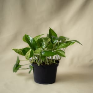 Pothos Flower Bouquet