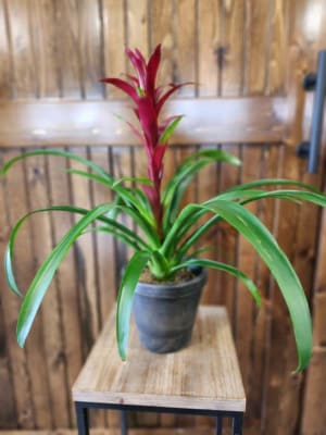 6" Bromeliad Black Pot Flower Bouquet