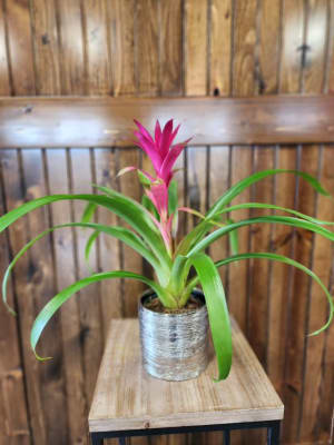 4" Bromeliad Plant Silver etched Flower Bouquet