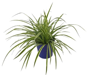 Spider Plant in a Purple Tin PL-8009 Flower Bouquet