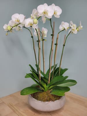 Orchid Garden In Modern Container Flower Bouquet