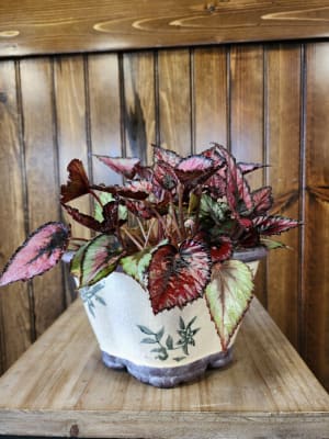 Rex Begonia Flower Bouquet