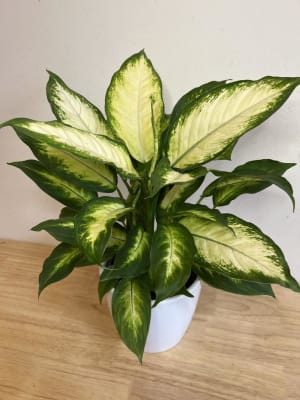 Dieffenbachia plant in a ceramic pot Flower Bouquet