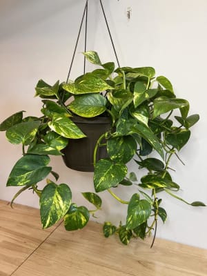 Golden Pothos Plant Flower Bouquet