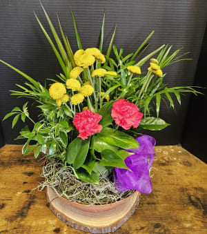 8" Dishgarden in a plastic terracotta Flower Bouquet